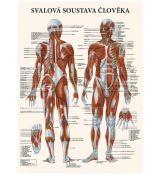 Anatomická mapa - svalová sústava